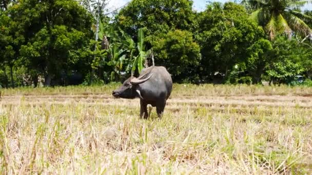 Primer Plano Búfalo Agua Carabao Pastando Los Campos Arroz Las — Vídeos de Stock