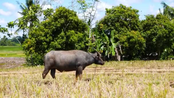 Close Shot Water Buffalo Carabao Pasturing Rice Fields Canlaon Volcano — Stock Video