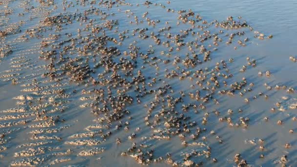 Vídeo Mostrando Enorme Elenco Caranguejos Soldados Marchando Praia Areia Branca — Vídeo de Stock