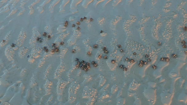 Vídeo Perto Mostrando Pequeno Grupo Caranguejos Soldados Alimentando Praia Areia — Vídeo de Stock