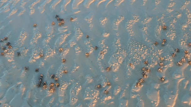 Vídeo Perto Mostrando Pequeno Grupo Caranguejos Soldados Alimentando Praia Areia — Vídeo de Stock