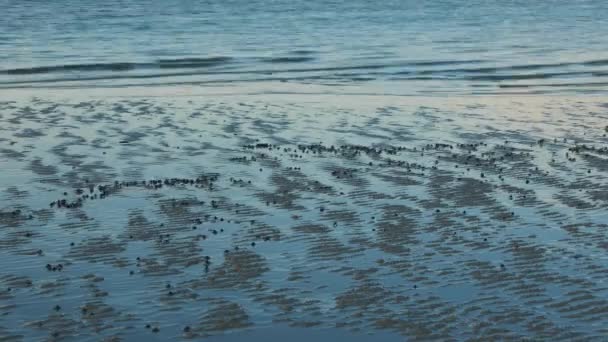 Vídeo Acelerado Mostrando Elenco Caranguejos Soldados Emergindo Areia Macia Marchando — Vídeo de Stock