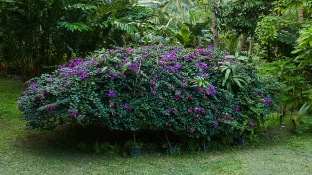 Groupe Bougainvilliers Bleus Dans Jardin Tropical Papillon Blanc Peut Également — Video