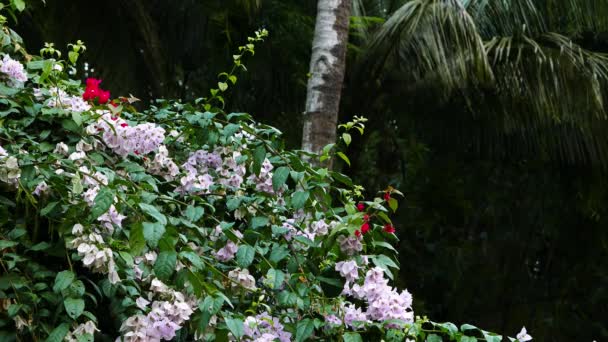 Ein Schuss Weißer Bougainvilleen Einem Tropischen Garten — Stockvideo