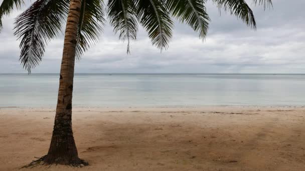 Погляд Сан Хуан Siquijor Острів Білим Піщаним Пляжем Показуючи Стовбур — стокове відео