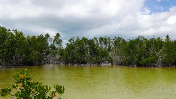 Une Vidéo Sanctuaire Mangroves Île Bantayan Est Construit Sur Lagon — Video