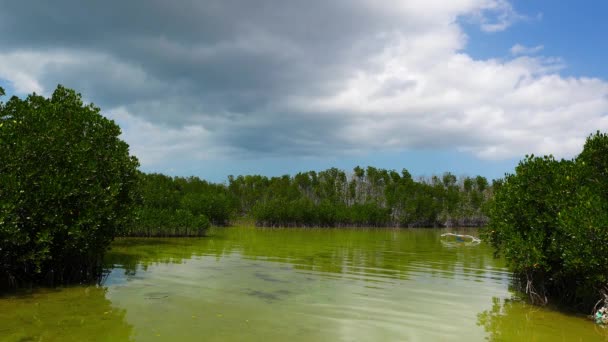 Video Bantayan Island Mangrove Sanctuary Built Lagoon Which Fills High — Stock Video