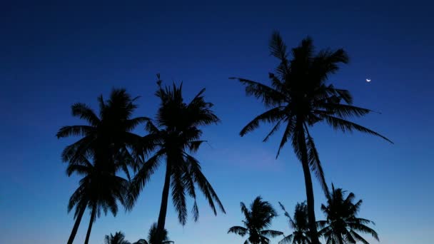 코코넛 일몰을 보여주는 동영상 초승달은 하늘에서 있습니다 — 비디오