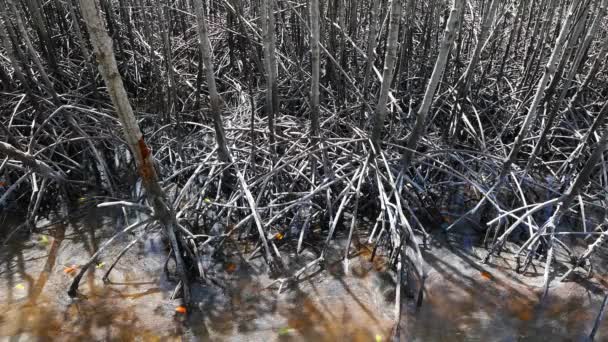 Close Video Bantayan Island Mangrove Sanctuary Mainly Showing Exposed Roots — Stock Video