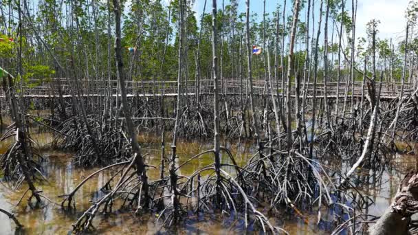 Film Bantayan Island Mangrowe Sanktuarium Głównie Wyświetlono Odsłonięte Korzenie Namorzynowe — Wideo stockowe