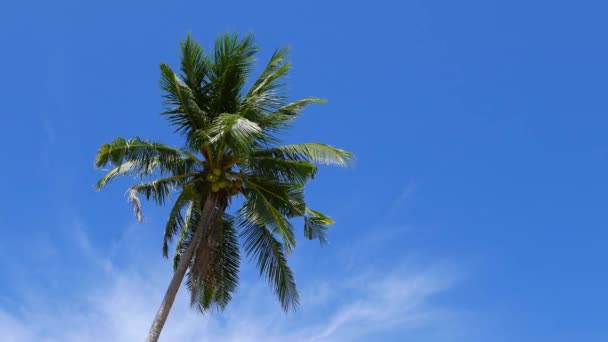 Video Una Palmera Coco Balanceándose Con Viento Contra Cielo Azul — Vídeo de stock