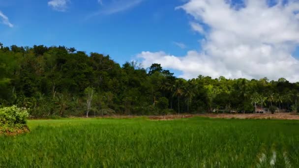San Juan Rüzgarlı Bir Günde Siquijor Adası Filipinler Pirinç Paddies — Stok video
