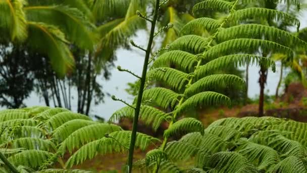 Plan Rapproché Faible Profondeur Champ Frondes Fougères Provenant Des Rives — Video