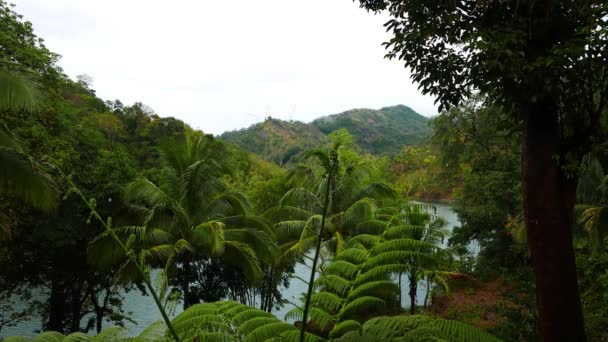 Clip Los Bosques Tropicales Siaton Que Rodean Lago Balanan Bajo — Vídeo de stock