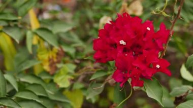 Sığ derinliği alan, yakın çekim shot ile esinti sallanan bir kızıl renkli Begonvil Şubesi. 