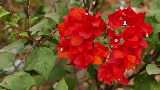 Flache Schärfentiefe Nahaufnahme Eines Roten Bougainvillea Astes Der Sich Wind — Stockvideo