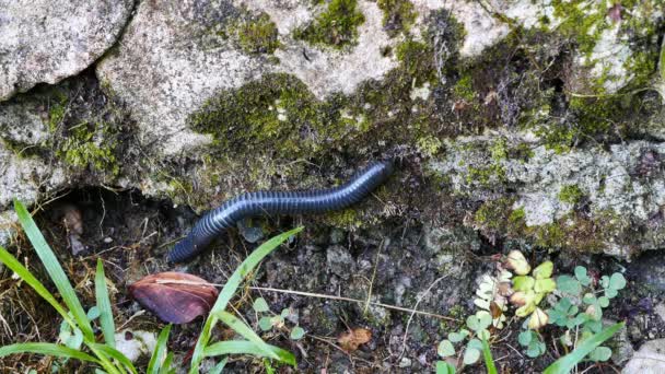 Nahaufnahme Makro Aufnahme Eines Tausendfüßlers Der Auf Felsen Kriecht Auf — Stockvideo