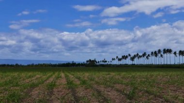 Manjuyod büyüme erken aşamalarında pirinç tarlaları görünümünü; Negros Oriental, Filipinler.