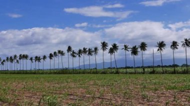 Manjuyod büyüme erken aşamalarında pirinç tarlaları görünümünü; Negros Oriental, Filipinler. Hasat neredeyse hazır başka bir alan arkada görülebilir.