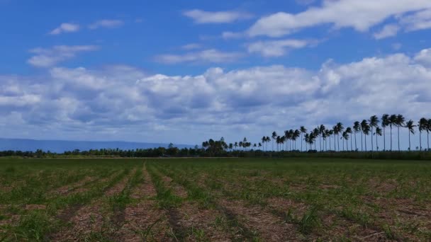 Une Vidéo Montrant Mouvement Des Cumulus Sur Les Rizières Manjuyod — Video