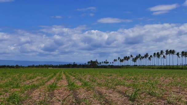 Manjuyod で田んぼの上の積雲の雲の動きを示すビデオフィリピン ネグロス オリエンタル 時間の経過として提示 — ストック動画
