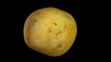 3D bir dönen render sarı (Ataulfo) mango siyah arka plan üzerine. Video sorunsuz döngü.