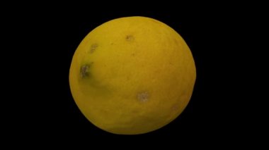 Siyah arka plan üzerine dönen limon gerçekçi render. Video sorunsuz döngü ve 3d nesne gerçek bir limon taranan.