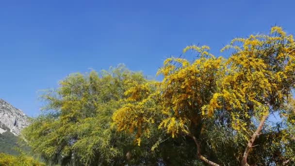 Μια Βολή Του Pom Pom Όπως Χρυσή Wattle Άνθη Την — Αρχείο Βίντεο