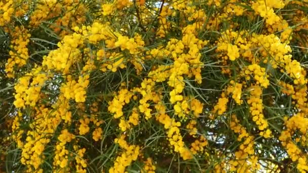 Strzał Pom Pom Jak Golden Akacji Kwiaty Wiosnę Pochodzących Śródziemnomorskie — Wideo stockowe