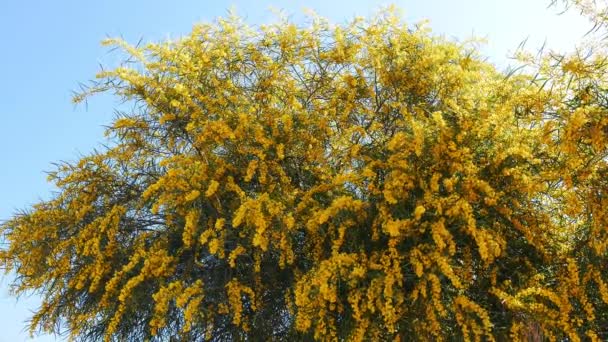 Shot Pom Pom Golden Wattle Blossoms Spring Coming Mediterrenean Forests — Stock Video