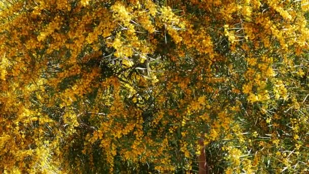 Disparo Pompón Como Golden Wattle Florece Primavera Proveniente Los Bosques — Vídeos de Stock