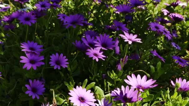 一张紫色非洲雏菊的照片 影片是在不同的 Mediterrenean 花园拍摄的 — 图库视频影像