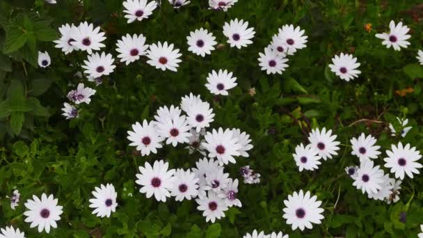 Shot White African Daisies Spring Videos Were Taken Various Mediterrenean — Stock Video