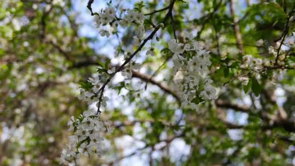 Eine Nahaufnahme Von Pflaumenblüten Frühling Aus Mediterranen Wäldern — Stockvideo