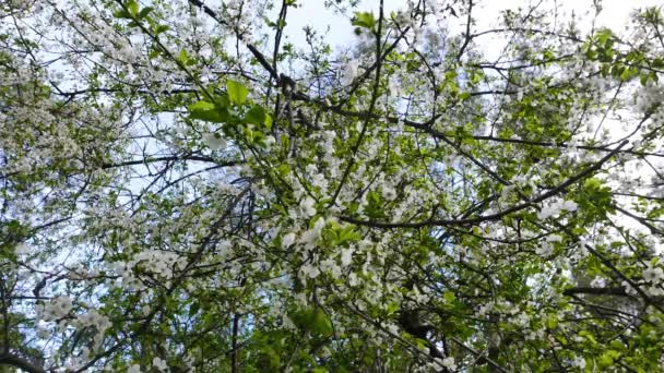 Ett Skott Plommon Blommar Våren Från Mediterrenean Skogar — Stockvideo