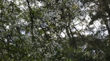İlkbaharda, Erik çiçekleri Akdeniz ormanlardaki fotoğrafını.