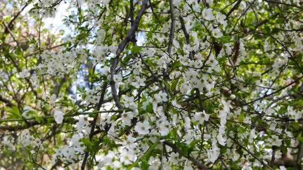 Tiro Flores Ameixa Primavera Florestas Mediterrâneas — Vídeo de Stock
