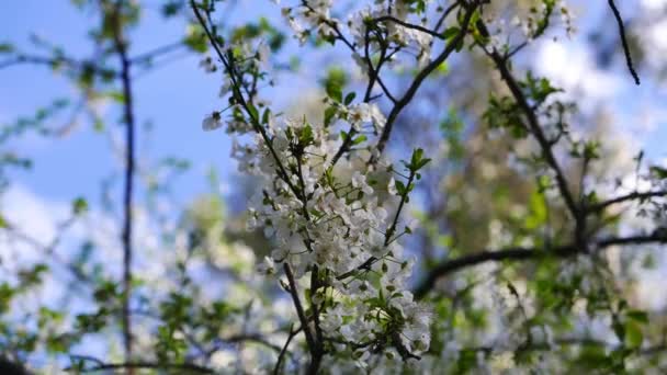 Gros Plan Sur Les Fleurs Pruniers Printemps Provenant Des Forêts — Video