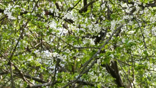 Shot Plum Blossoms Spring Mediterrenean Forests — Stock Video