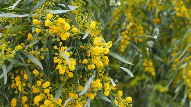 Primer Plano Pom Pom Como Golden Wattle Florece Primavera Proveniente — Vídeo de stock
