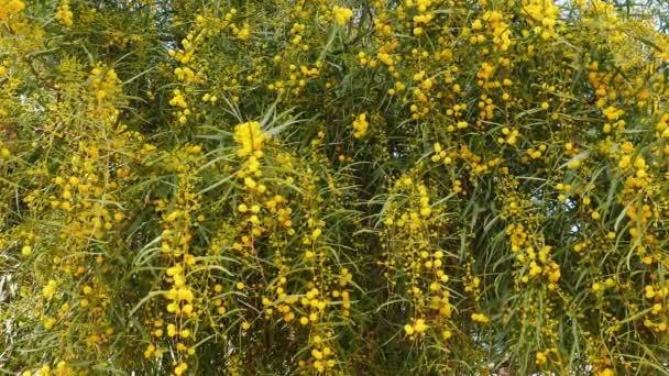 Disparo Pompón Como Golden Wattle Florece Primavera Proveniente Los Bosques — Vídeo de stock