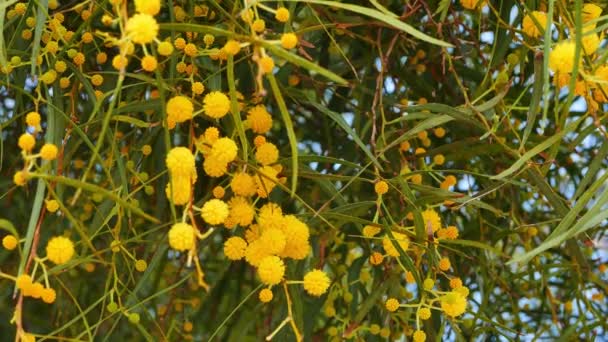 Close Shot Pom Pom Como Golden Wattle Floresce Primavera Vindo — Vídeo de Stock