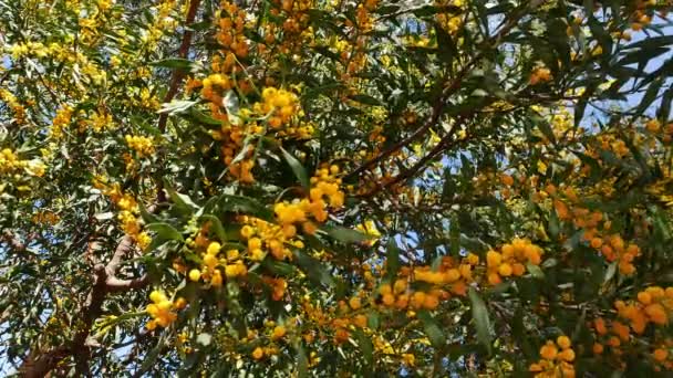 Close Shot Pom Pom Como Golden Wattle Floresce Primavera Vindo — Vídeo de Stock
