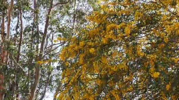 Ett Skott Pom Pom Som Golden Wattle Blommar Våren Kommer — Stockvideo