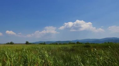 Akyaka (Gökova Körfezi, Ege Denizi) kıyı çayırlar--dan açık, rüzgarlı bahar gününde atış A.