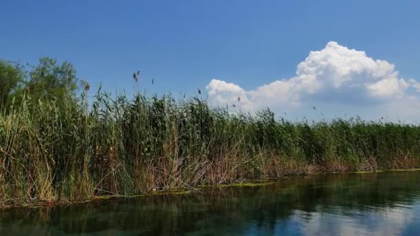 从清澈的 Mediterrenean 河和沼泽周围的沼泽地的景色 拍摄在 Akyaka Gokova 爱琴海 在一个平静的春天天 — 图库视频影像
