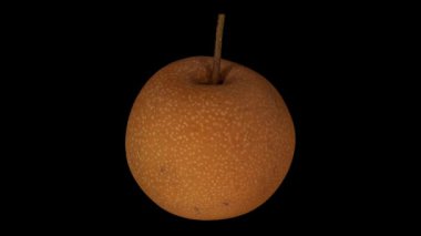 Siyah arka plan üzerinde dönen bir Asya armut gerçekçi render. Video sorunsuz döngü ve nesne 3d gerçek meyvelerden inceden inceye gözden geçirmek.