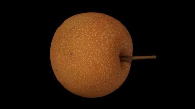 Siyah arka plan üzerinde dönen bir Asya armut gerçekçi render. Video sorunsuz döngü ve nesne 3d gerçek meyvelerden inceden inceye gözden geçirmek.