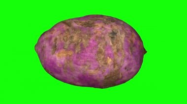 Yeşil arka plan üzerinde dönen bir Japon tatlı patates gerçekçi render. Video sorunsuz döngü ve 3d nesne inceden inceye gözden geçirmek--dan gerçek bir tatlı patates.