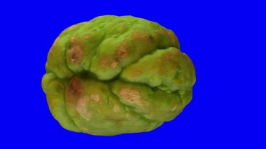 Mavi arka plan üzerinde dönen bir chayote gerçekçi render. Video sorunsuz döngü ve 3d nesnenin gerçek chayote taranır.